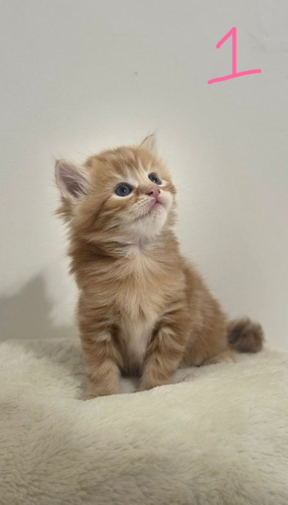 Kittens for sale