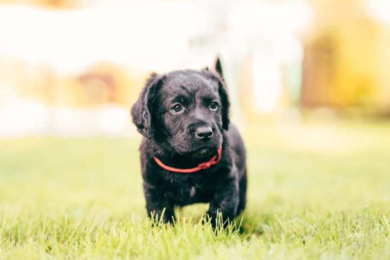 F2 Miniature double doodle puppies