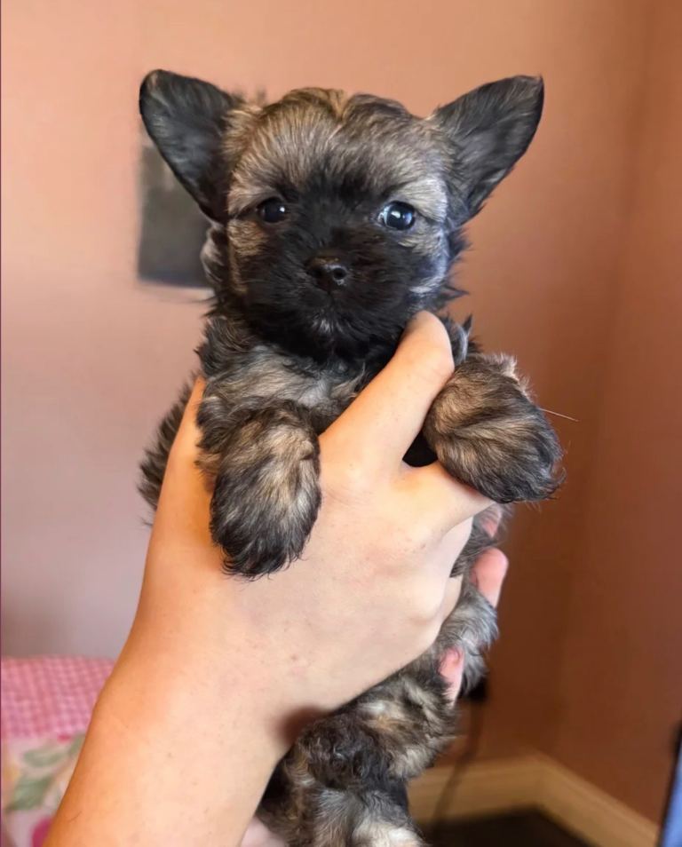 Two beautiful boys looking for homes