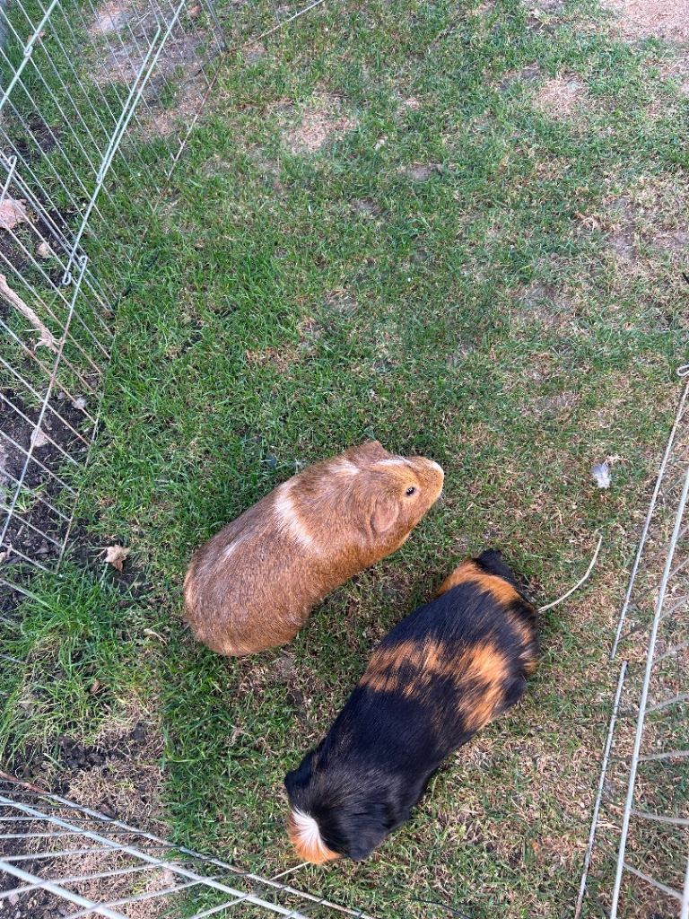 Bonded Boars 