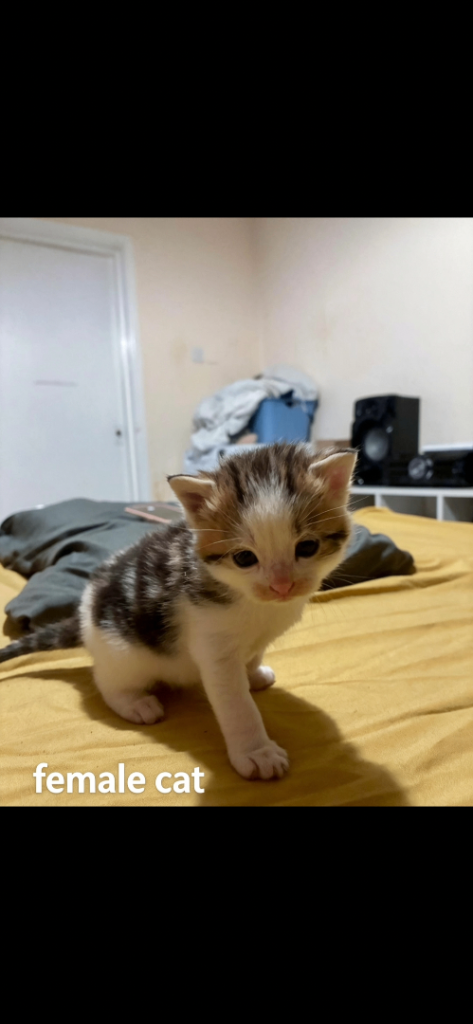 Kittens 