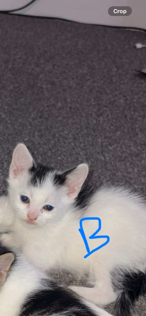 8 week old kittens ready to go now 1 LEFT!!