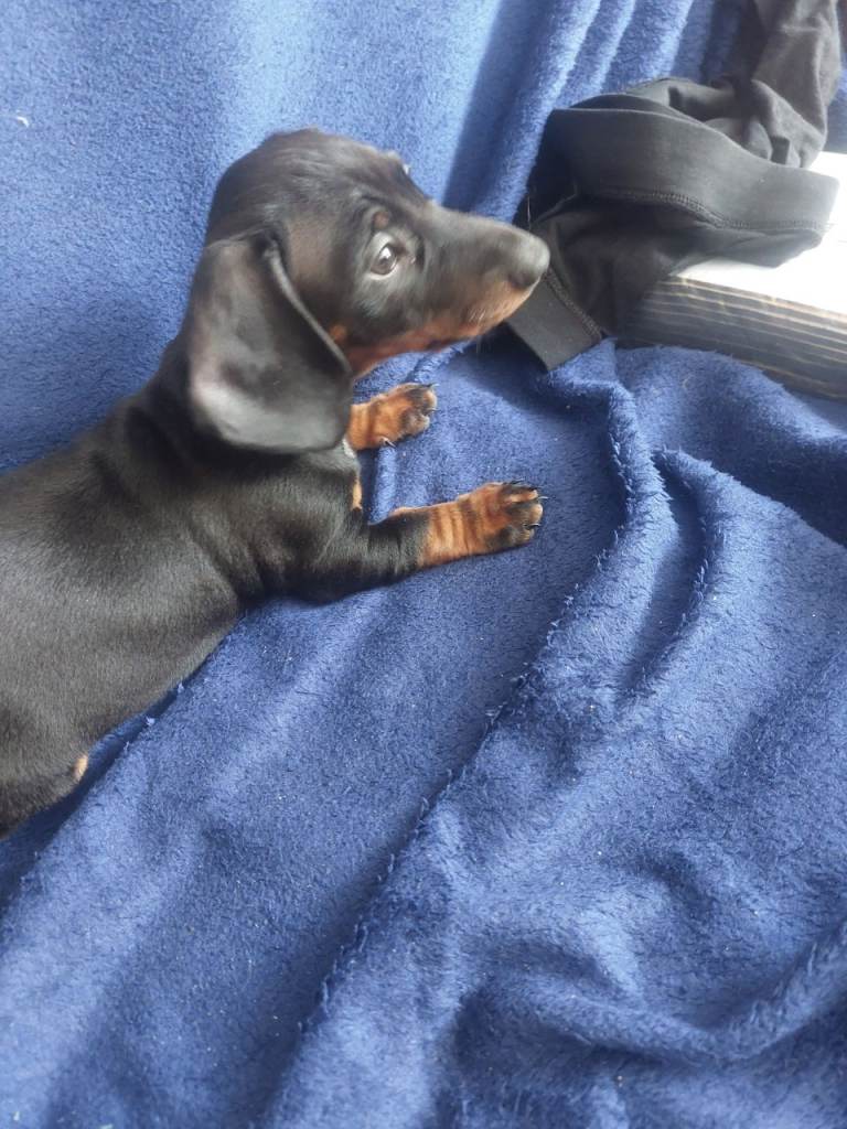 Dachshund puppies for sale, 
