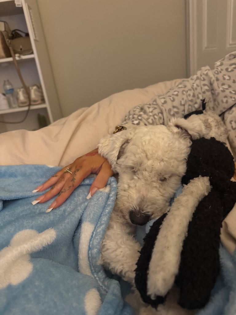 Beautiful Bichon frise male available now 