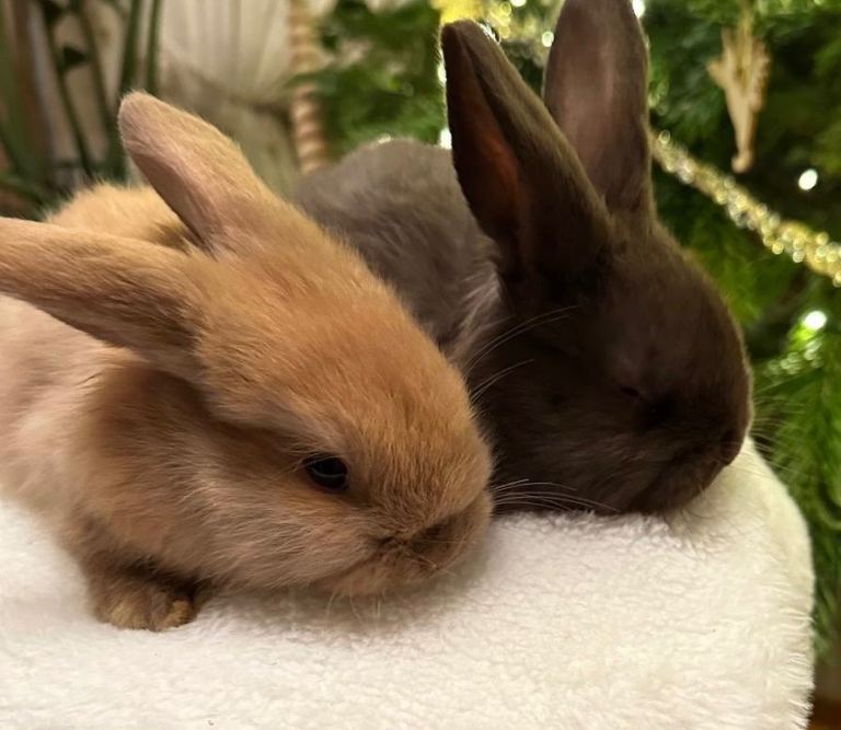 Baby mini lops Halosowen, West Midlands 