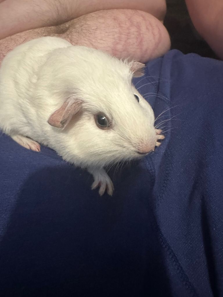 Baby guinea pig boy 