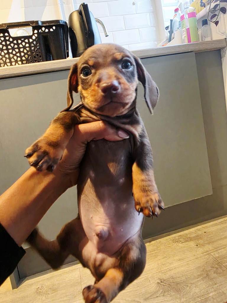 Gorgeous dachshunds ready for new homes