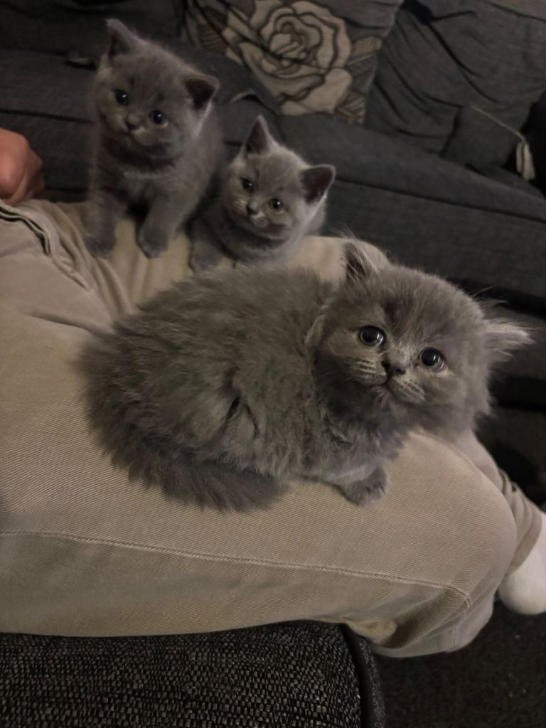 British blue longhair and shorthaired kittens girls ready 20/6/26