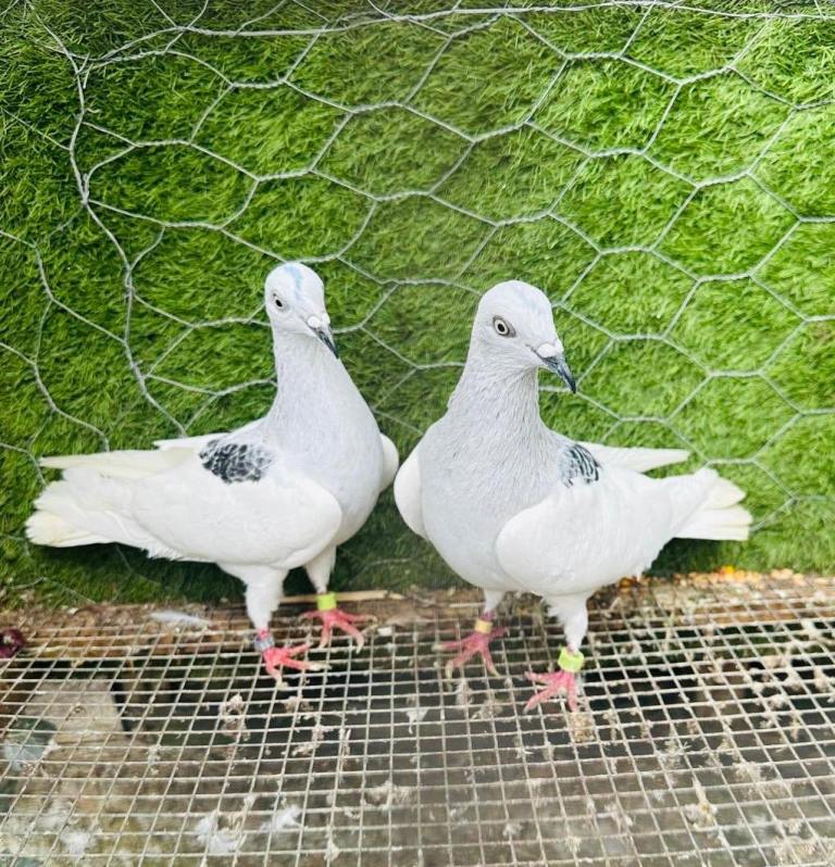 Beautiful Strong Vaccinated Pigeons