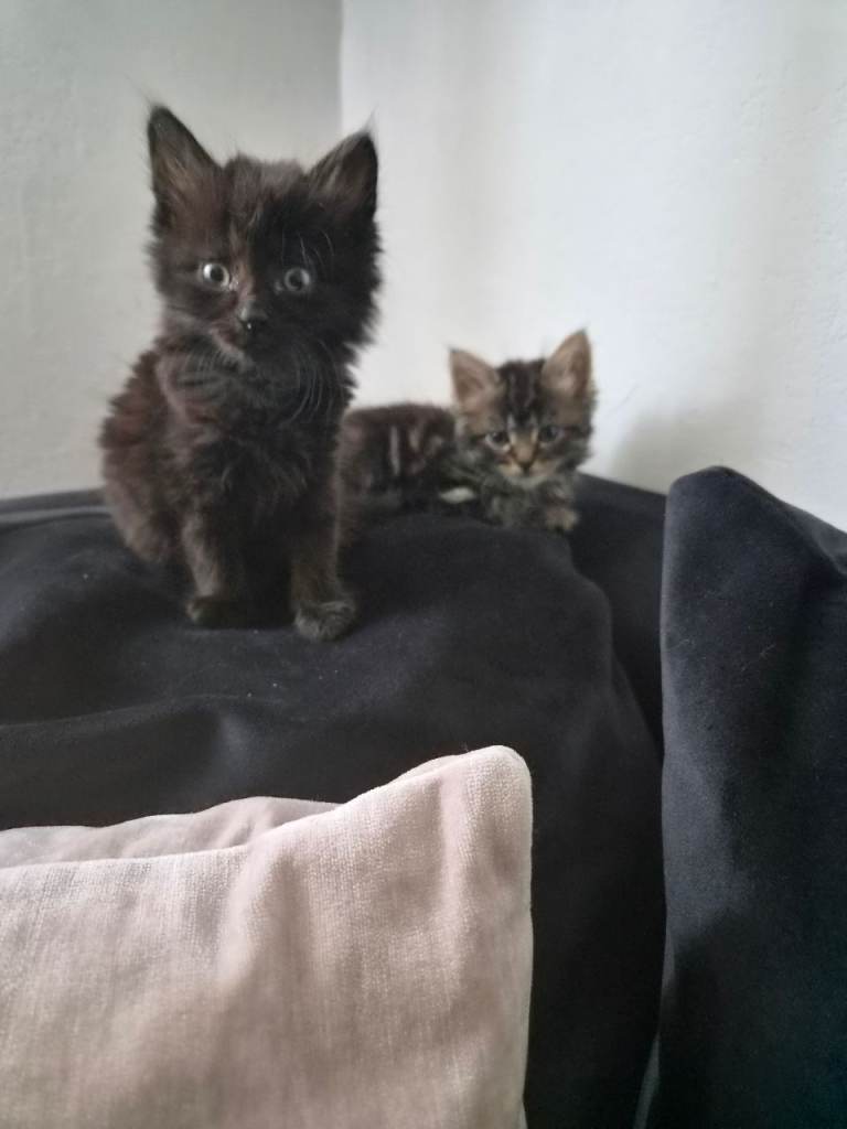 Kittens for sale siblings 100 for both