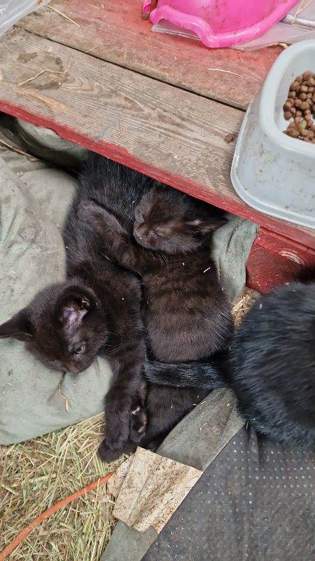 Beautiful black kittenes