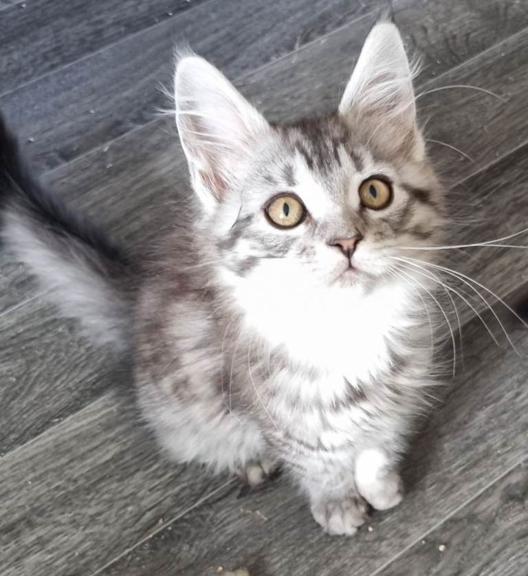 Exceptional GCCF maine coon black silver and torbie litter
