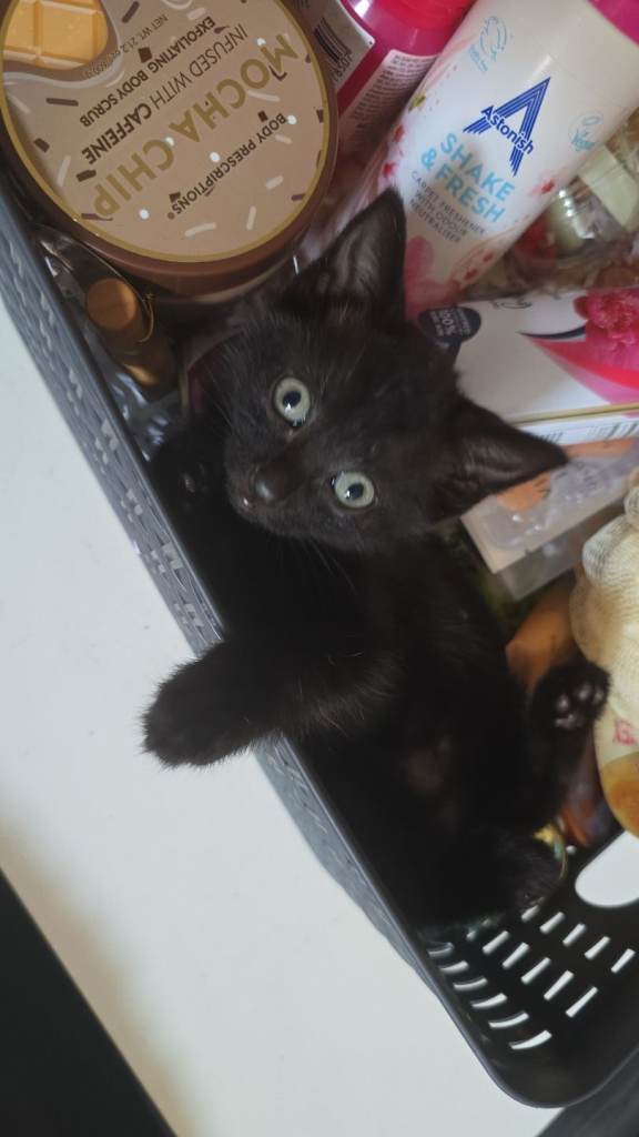 Kittens 