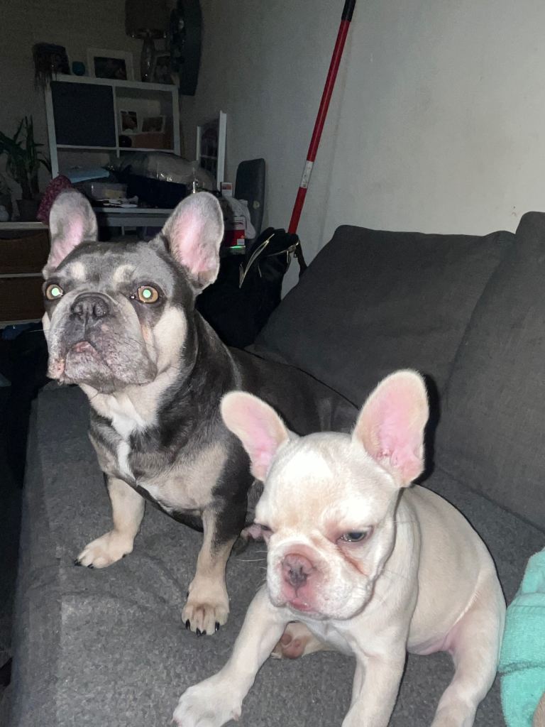 French bulldog puppy 