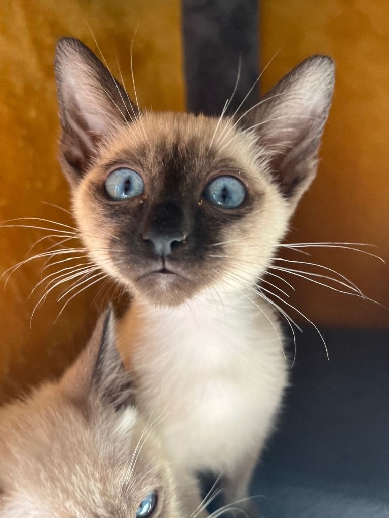 Siamese kittens