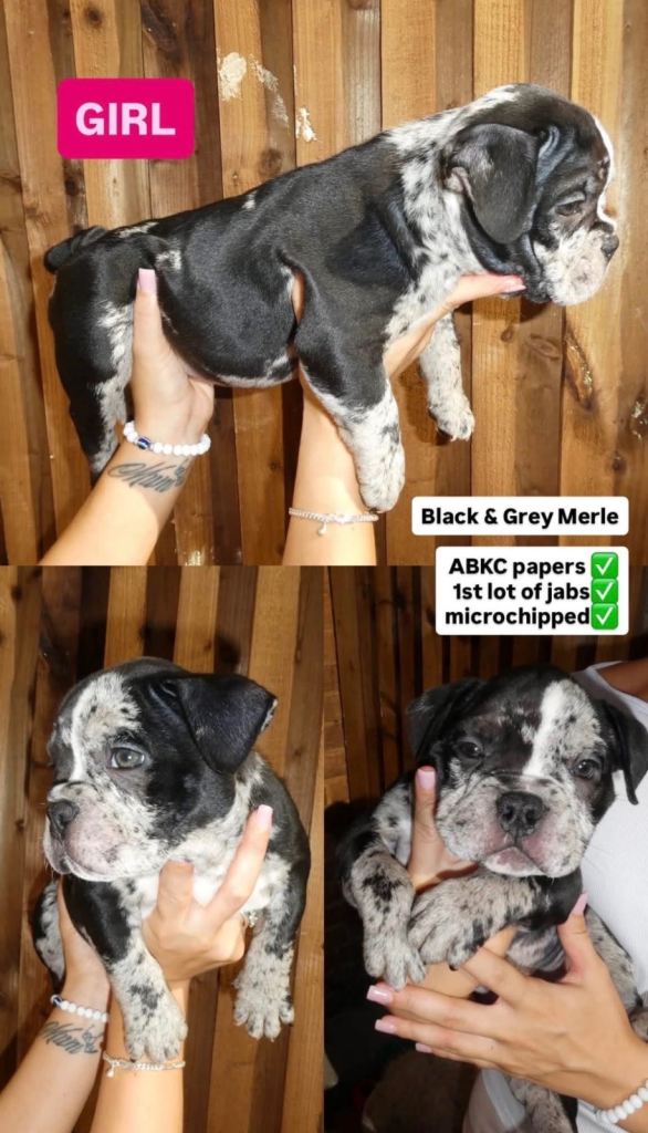Pocket bully ABKC registered puppies 