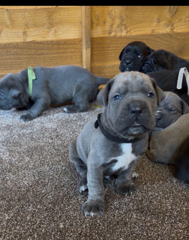 STUNNING PURE CANE CORSO PUPPIES FOR SALE !!!!