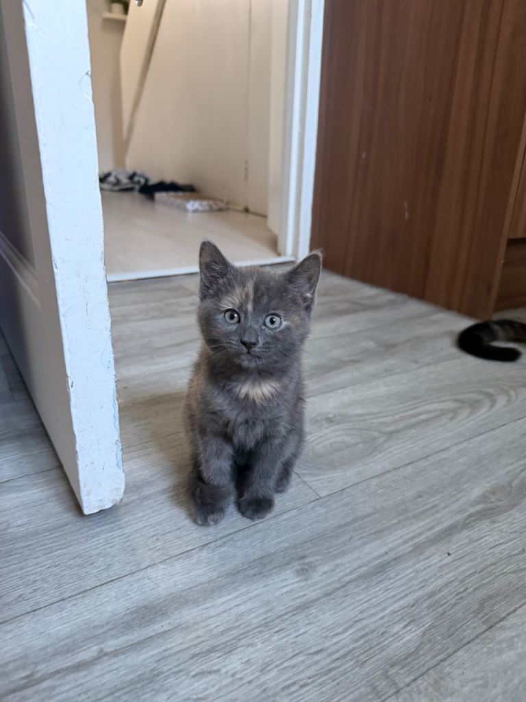 9 weeks ready to go