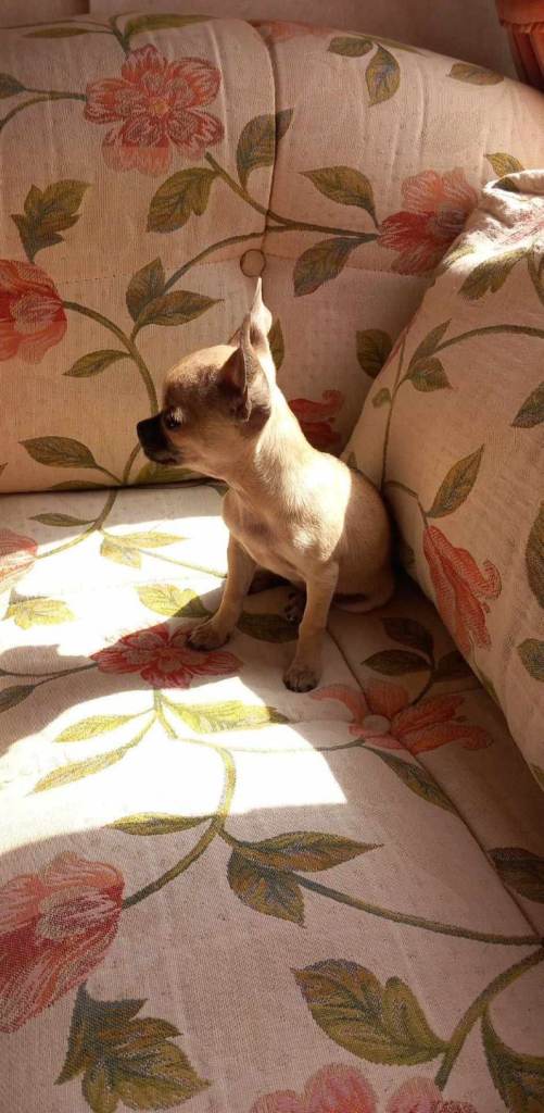 Chihuahua Apple Head Puppy 1 Girl left