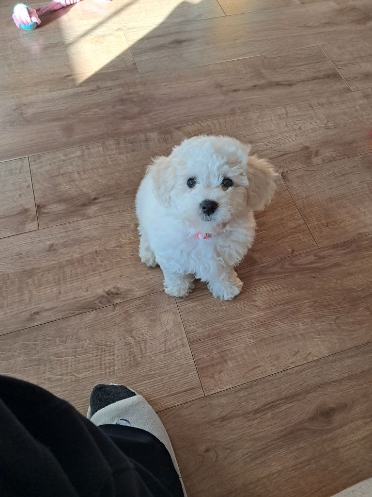 Lovely wee Female pup for sale.