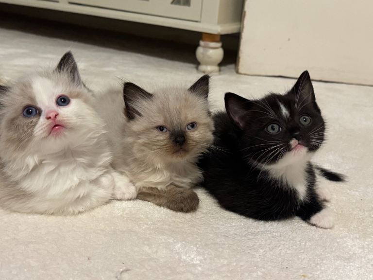Plush darling ragdoll kittens 