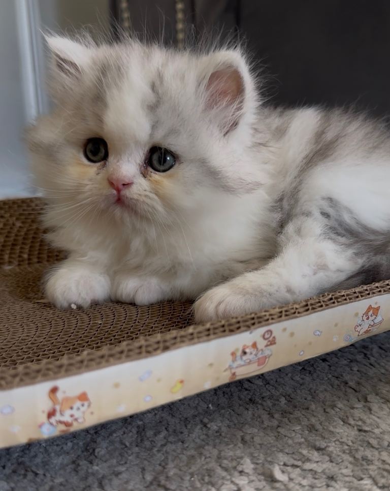 Persian chinchilla & doll face babies
