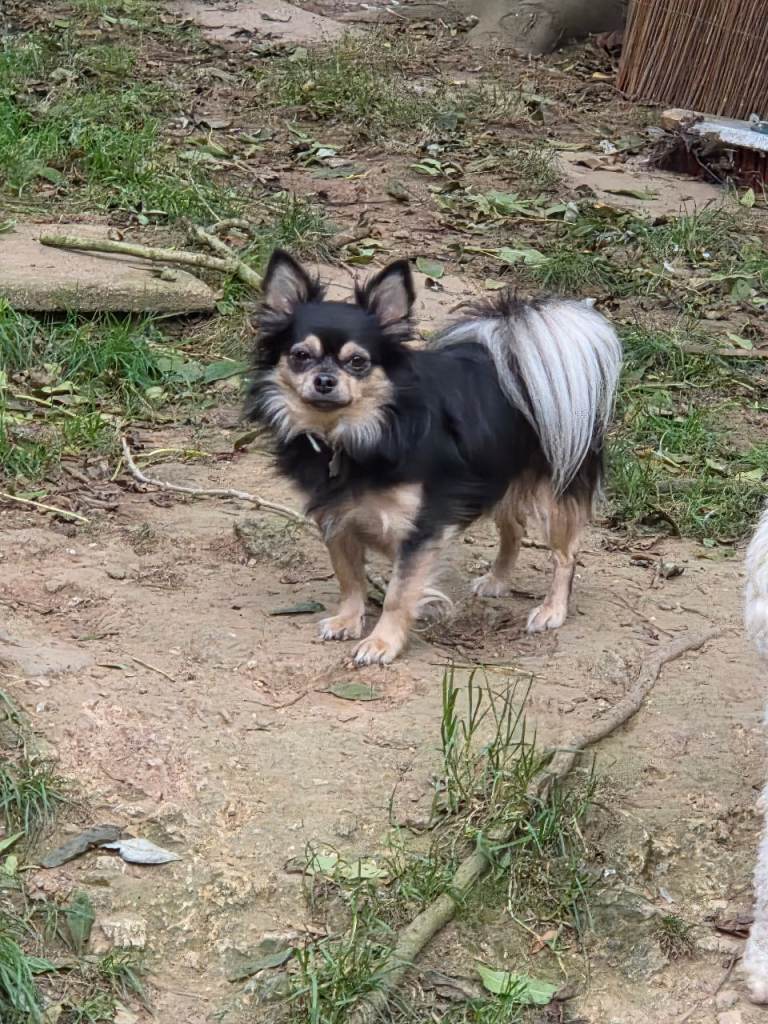 Beautiful male chihuahua 