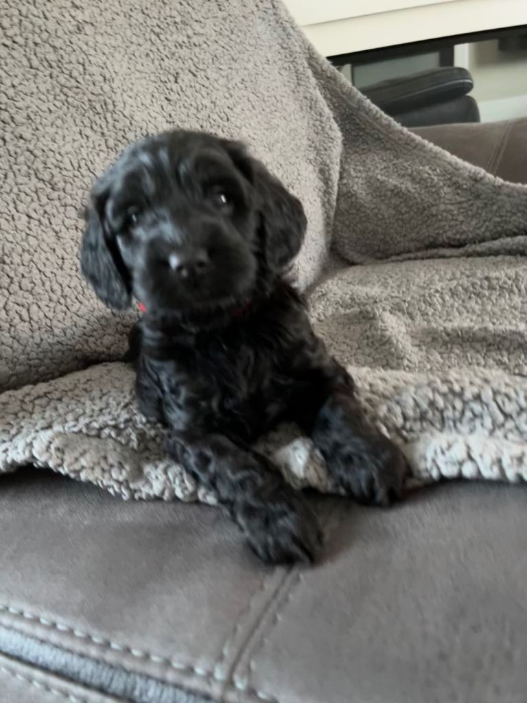 3 beautiful male cockapoo’s for sale 