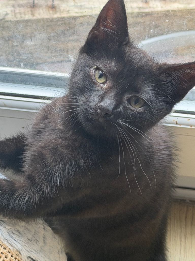 1 kitten for sale 