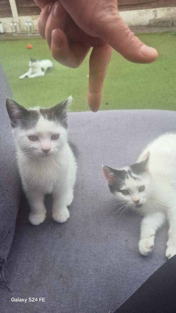 Kittens  ready  to go for they new families 