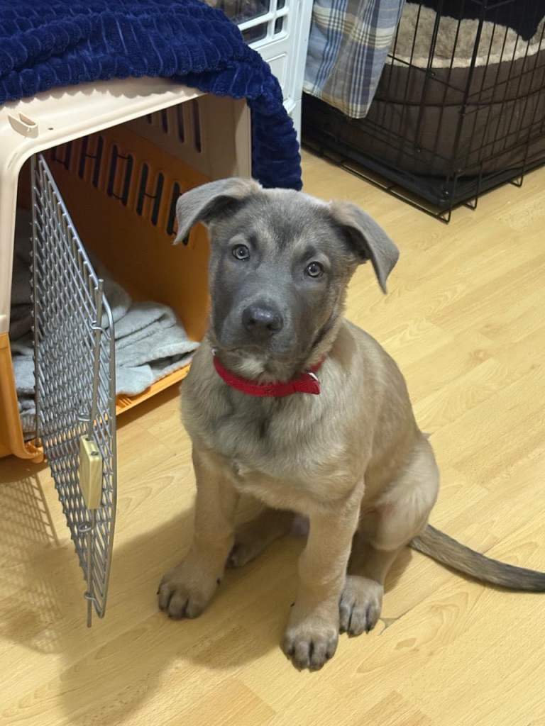 Dutch shepherd mix breed puppy