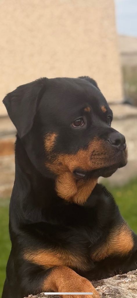 🐾✨ Beautiful  German Rottweiler Puppies Looking for Their Forever Homes ✨🐾