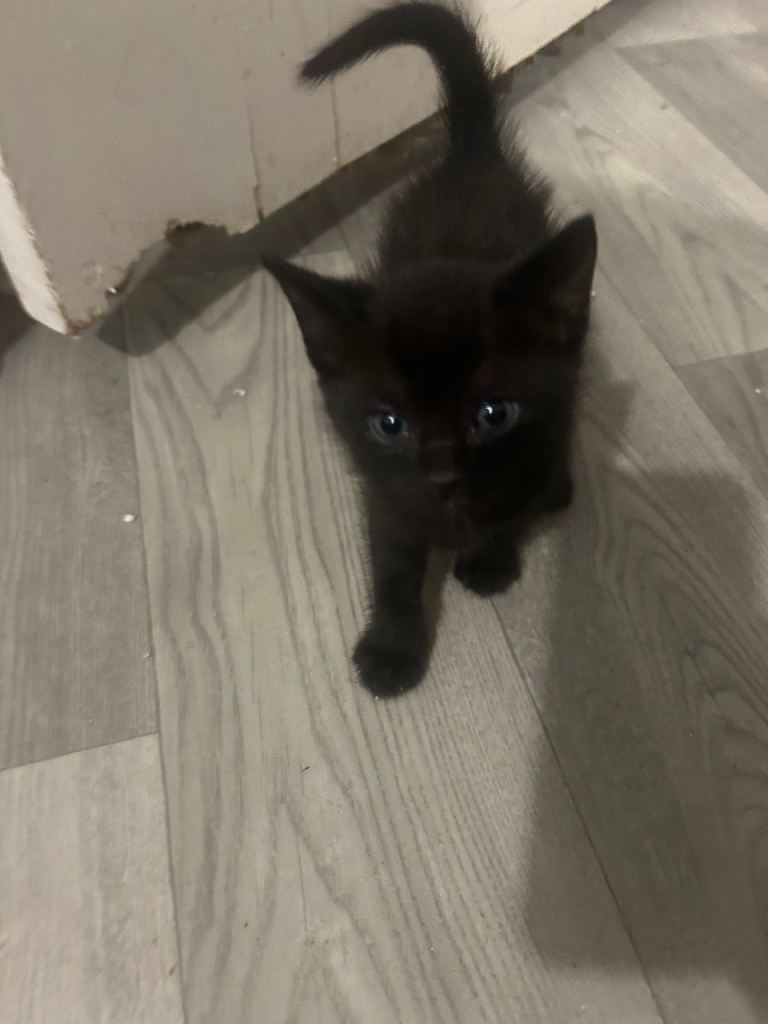 1 little black male kitten left 