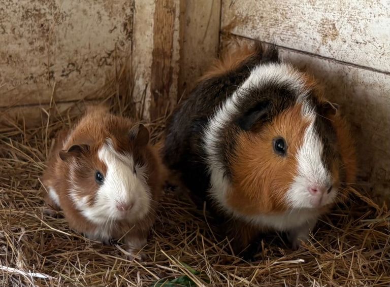 Baby Guinea-pigs 