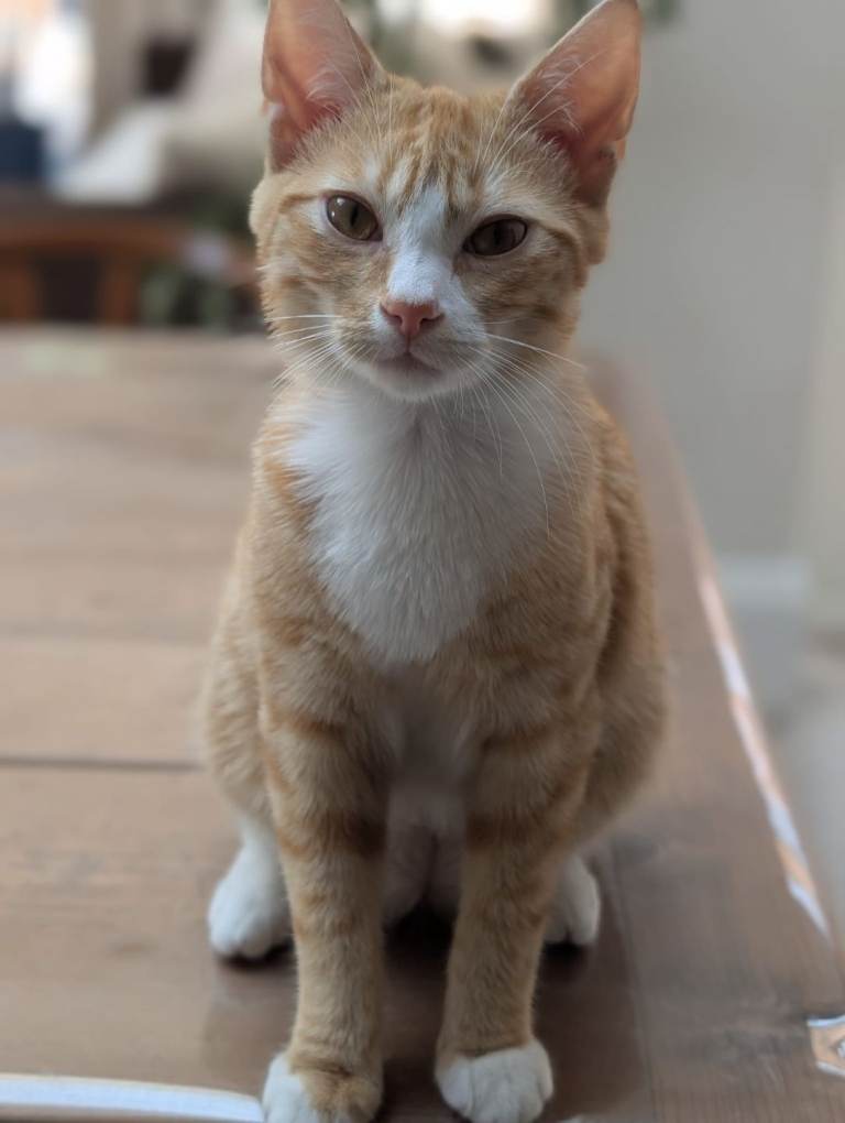 Friendly Ginger Boy Cat (age 4 Months)