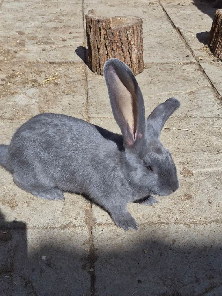 Pure giant continental rabbits 