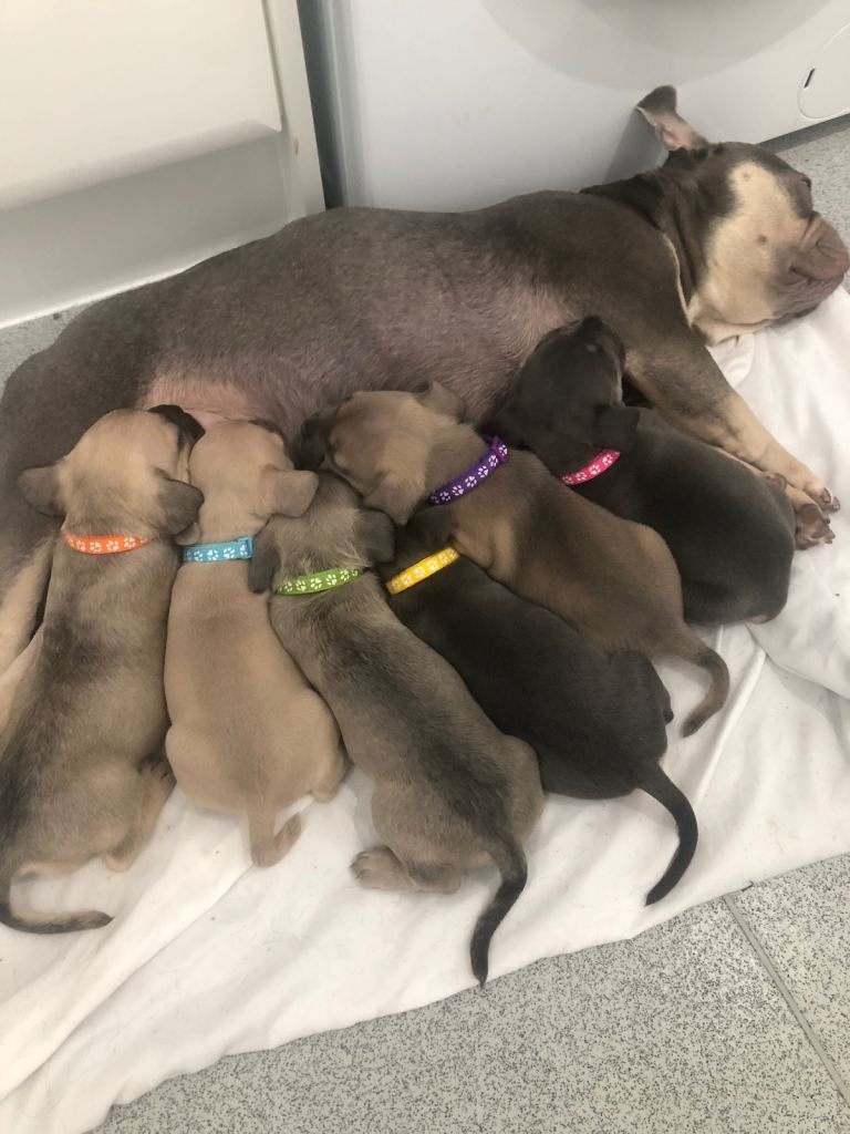 6 frenchy x staff 