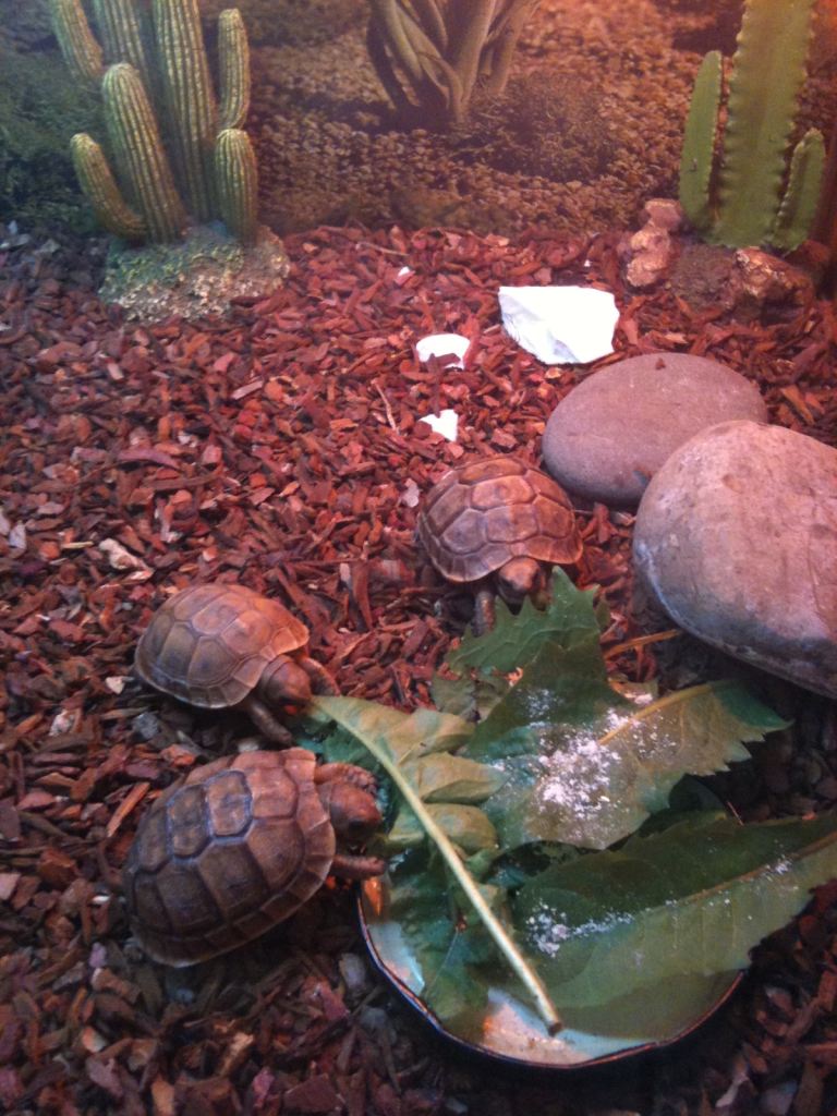 Tortoise table / vivarium