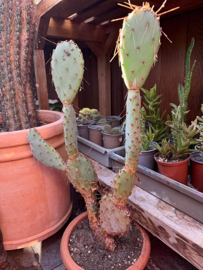 Mixed Cacti collection 