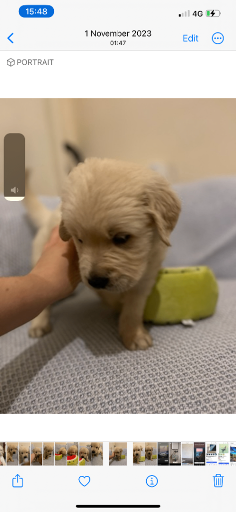 KC golden retriever puppies
