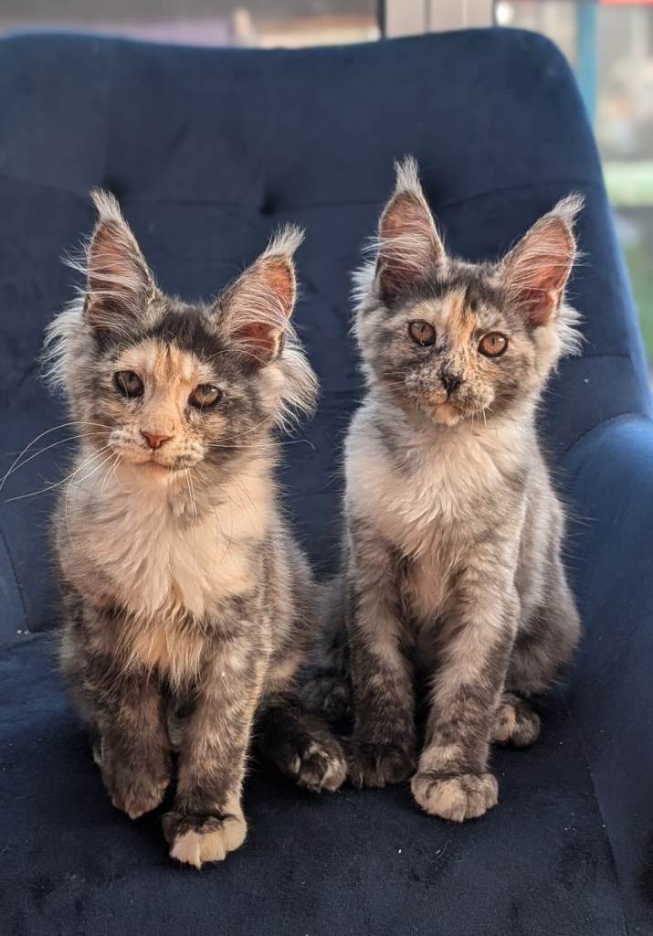 Tica registered Maine coon kittens