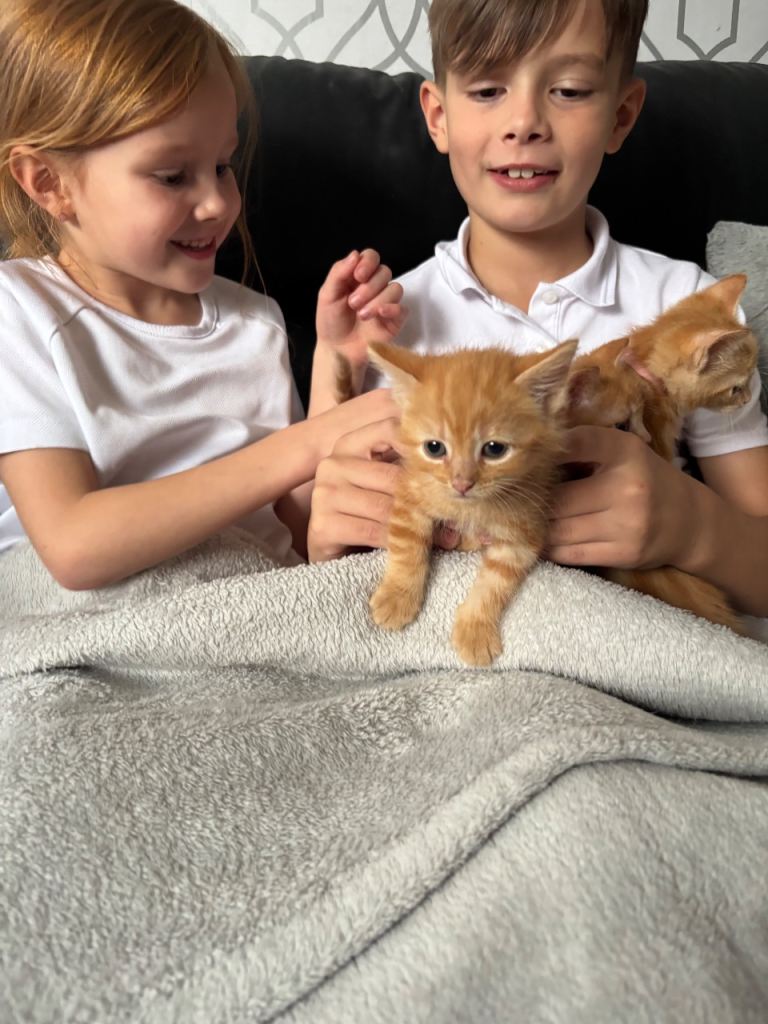 BEAUTIFUL 2 MALE GINGER WHITE KITTENS & 1 BLACK KITTEN FOR SALE