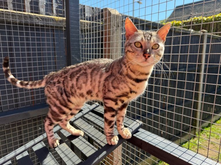 Bengal male