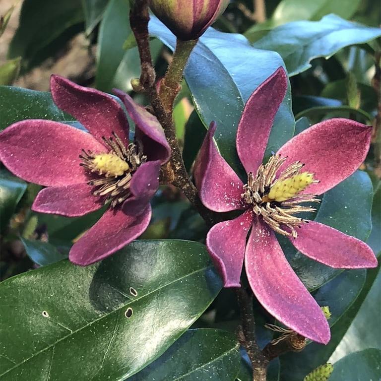 Magnolia hybrid ‘Stellar Ruby’