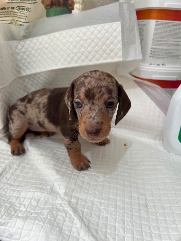 Miniature Daschund 