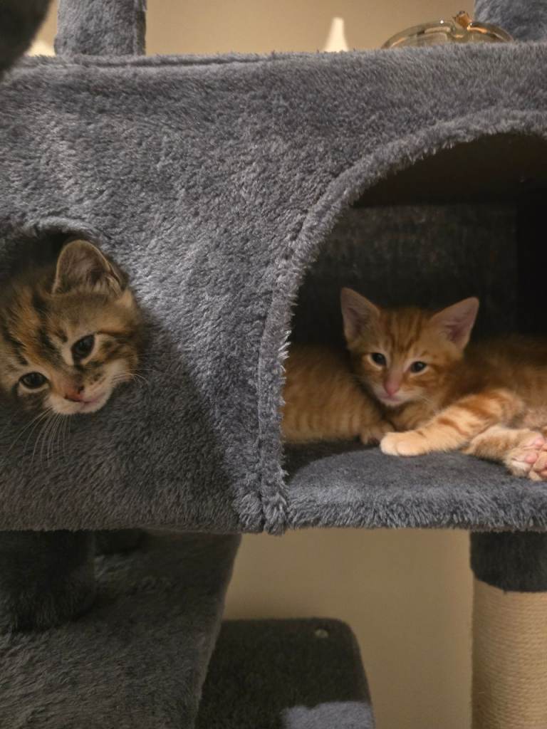 4 lovely healthy and happy kittens for sale!1 ginger female !!!