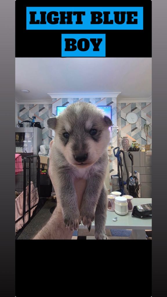 German Shepherd cross Husky Puppies