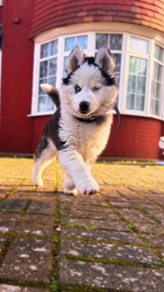 Siberian husky (puppy)