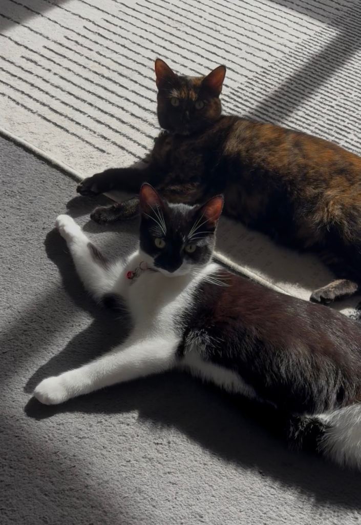 2 female cats both spayed PRICE NEGOTIABLE 