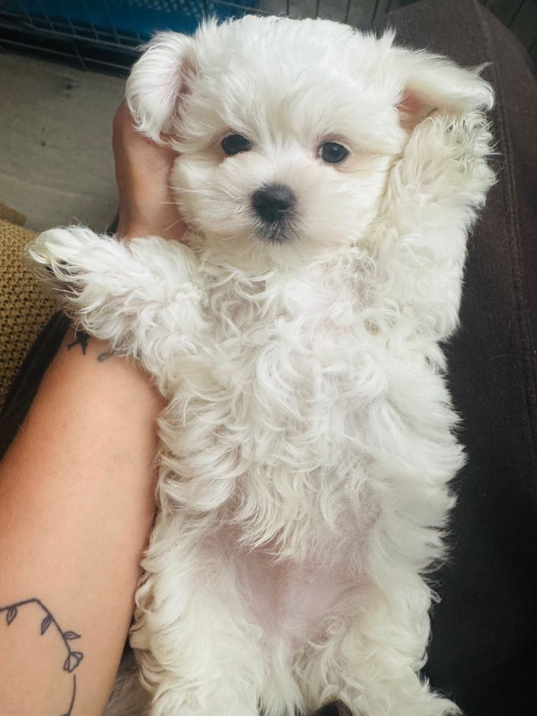 Maltease puppies kc reg